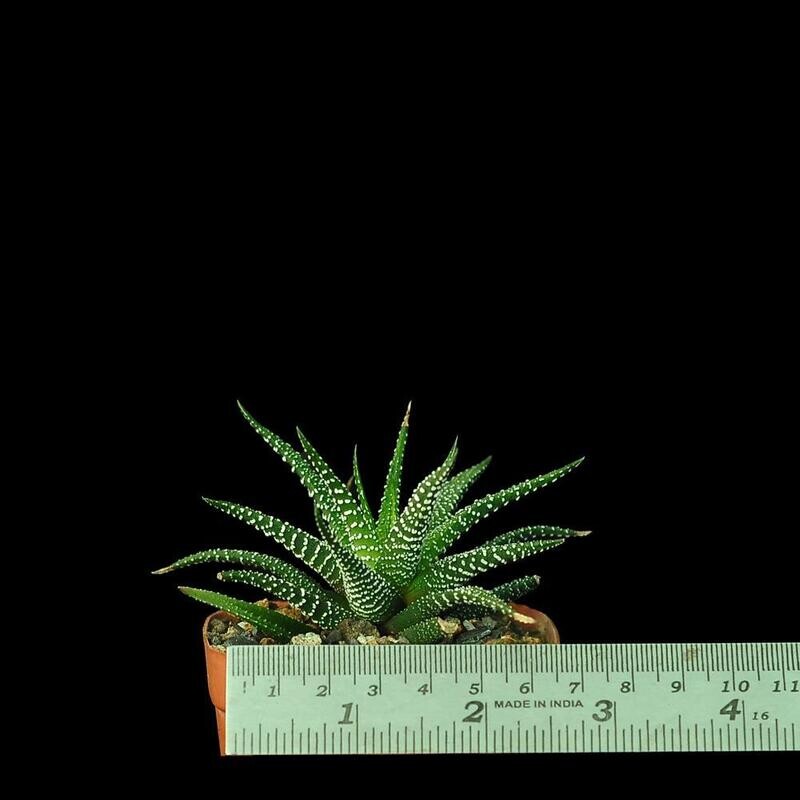 Haworthia fasciata 'Concolor Zebra Plant'