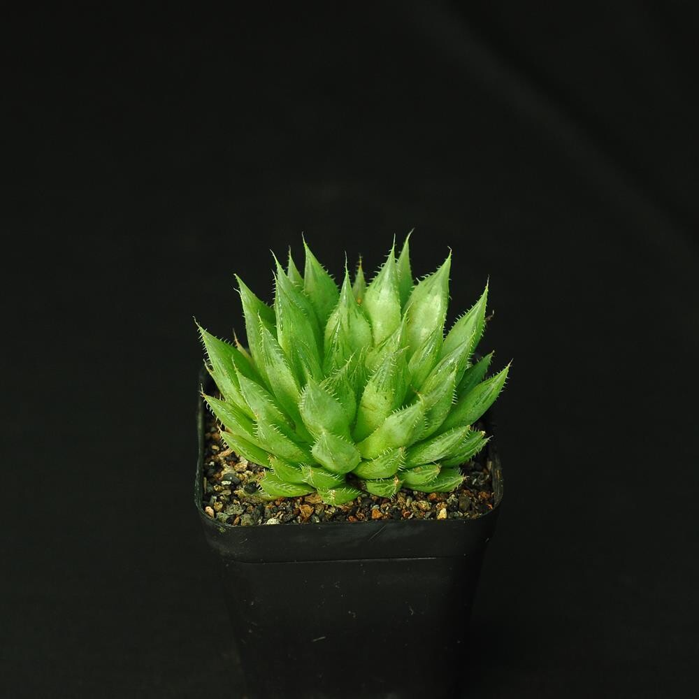 Haworthia mucronata (Glassrim Haworthia)