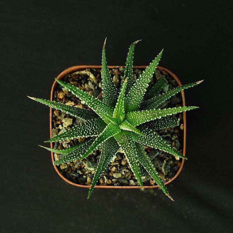 Haworthia fasciata 'Concolor Zebra Plant'
