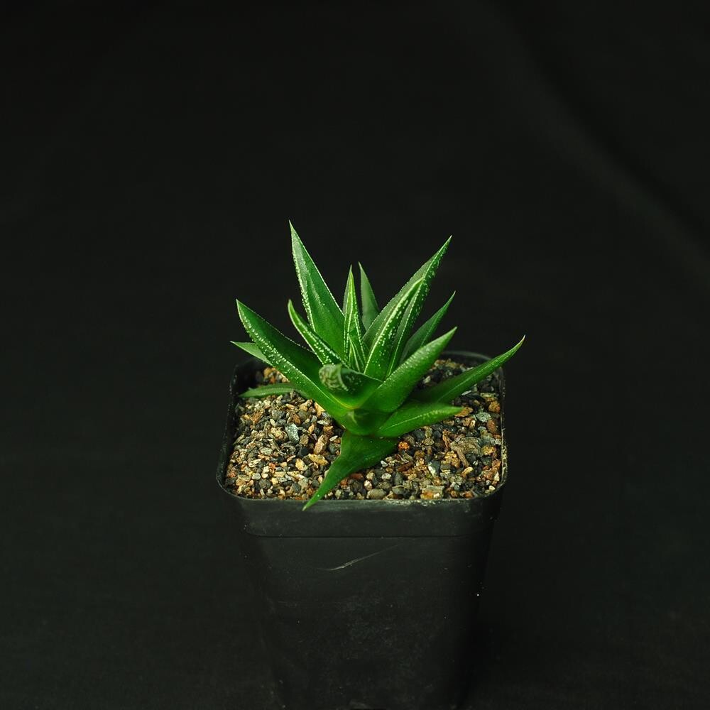 Haworthia herbacea