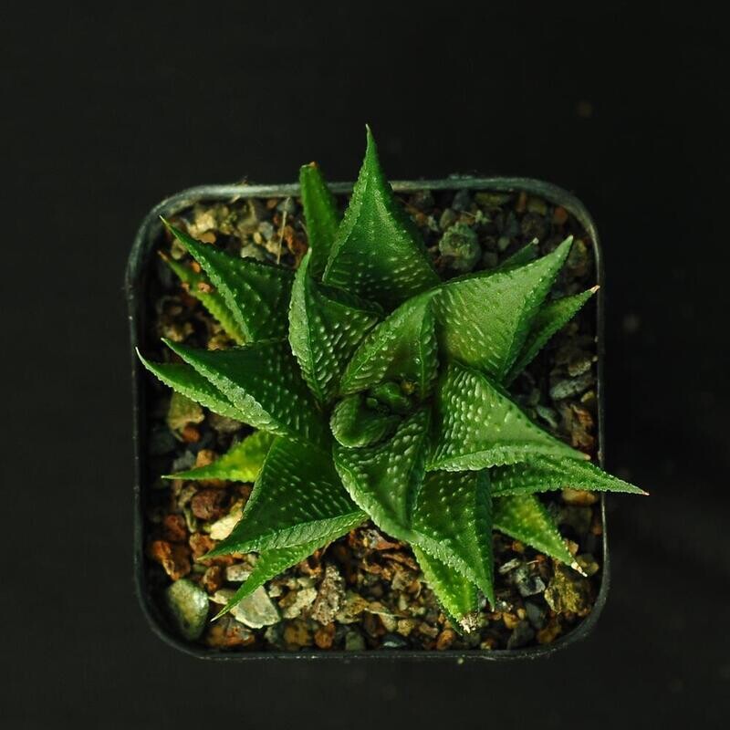 Haworthia limifolia striata