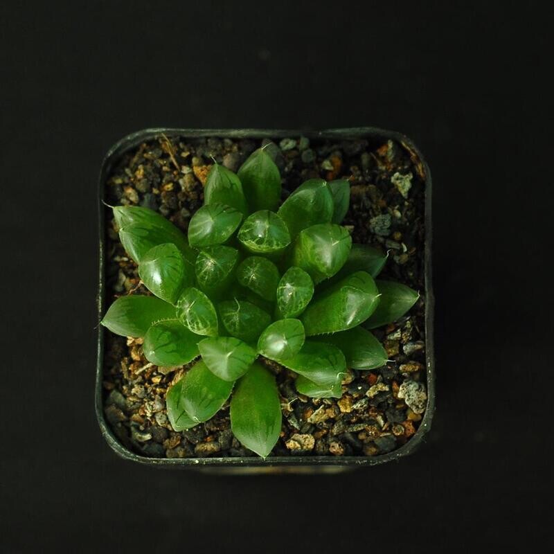 Haworthia cooperi