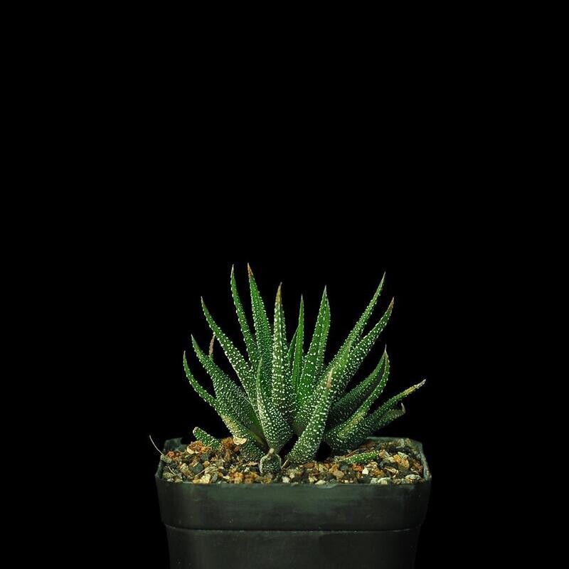 Haworthia fasciata cv concolor
