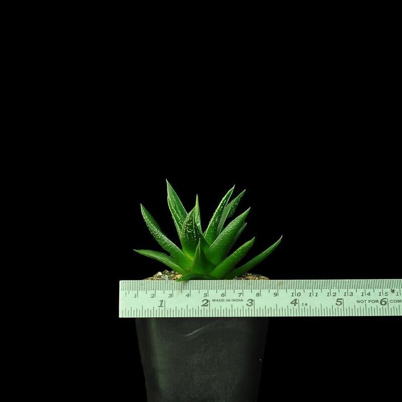 Haworthia herbacea