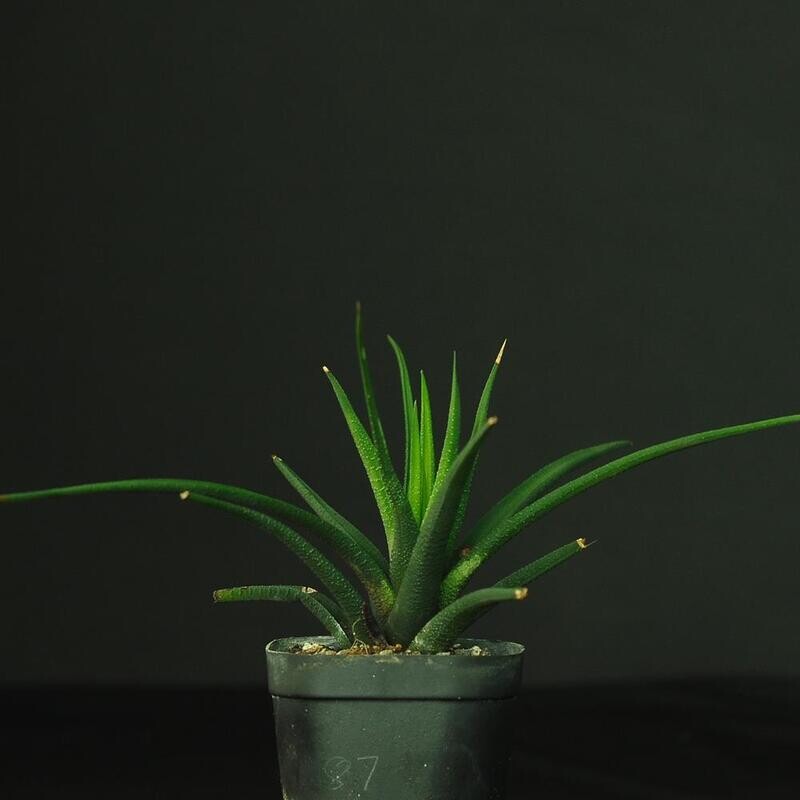 Haworthia longiana Gamtoos River Valley
