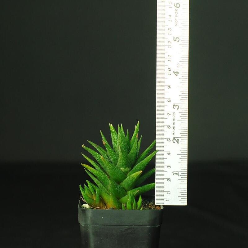 Haworthia attenuta var radulla Haworthia attenuta var radulla