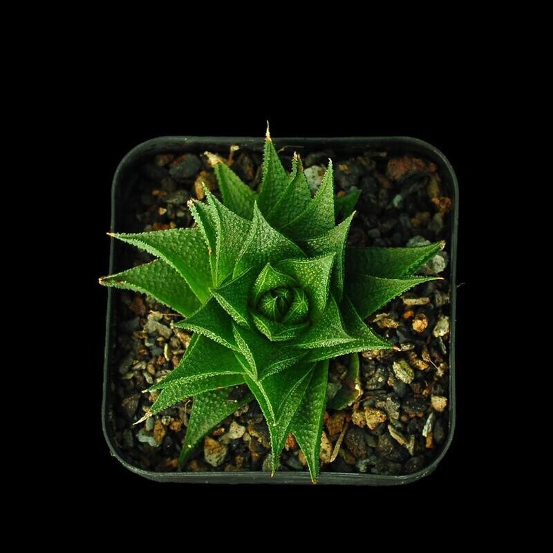 Haworthia limifolia  Marloth 1908