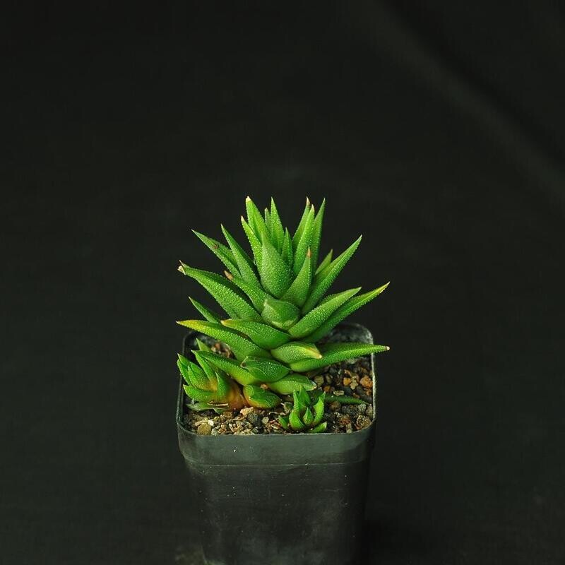 Haworthia attenuta var radulla