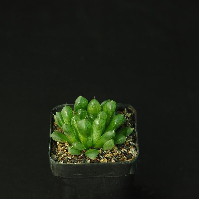 Haworthia cooperi
