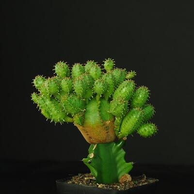 Euphorbia daisymontana (E obesa X E tubiglans) Grafted