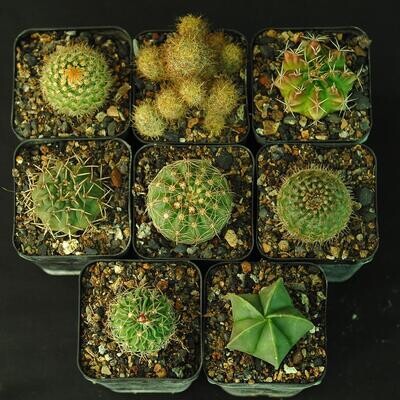 Beginner's Set of 8 Cactus