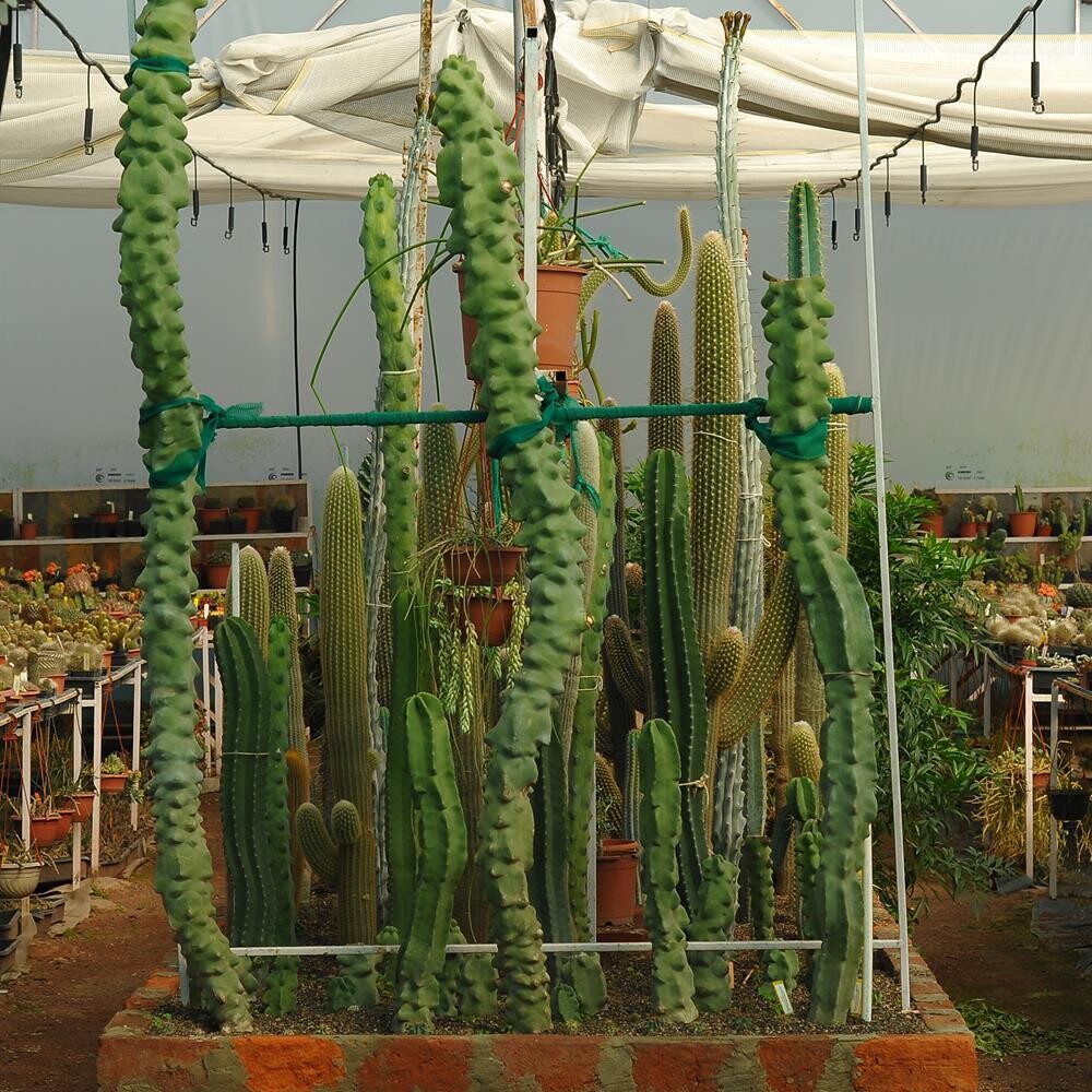 Specimen Plant of Lophocereus schottii mostruosa 
