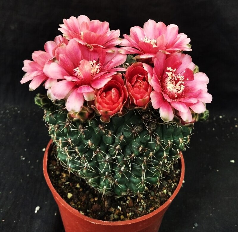 These crests flower too in various colours