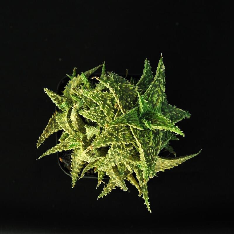Aloe hybrid (TC Miniatures) 'Swamp Thing'