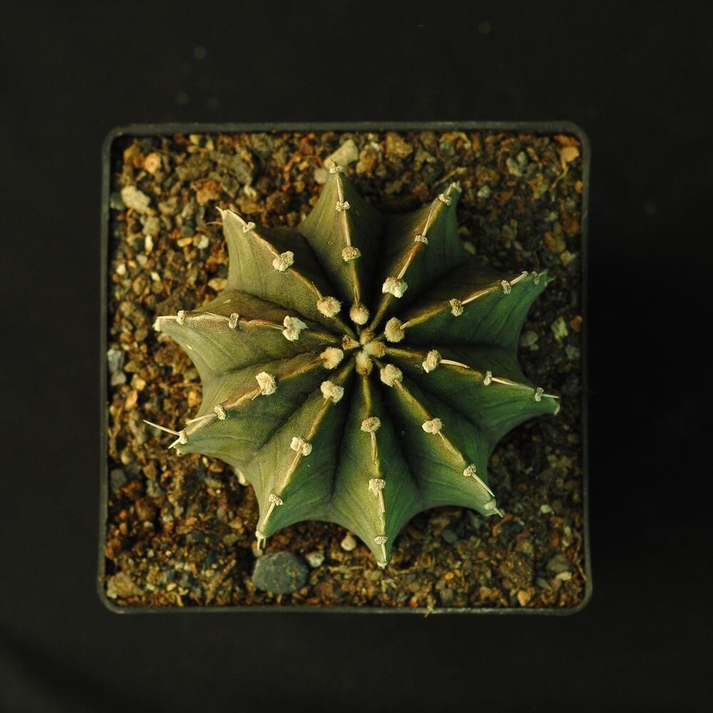 Gymnocalycium friedrichii var. angustostriatum LB 2178 (Agua Dulce)