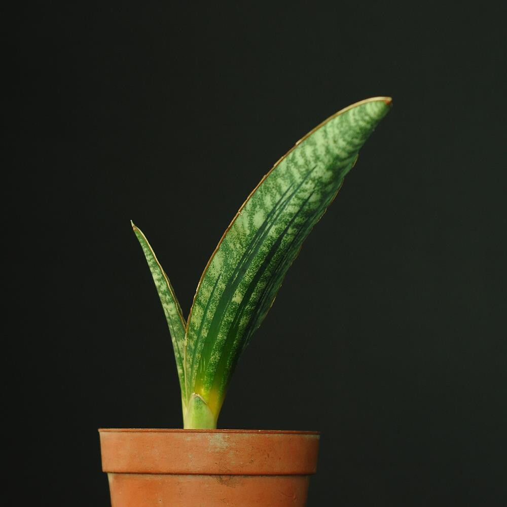 Sansevieria hallii