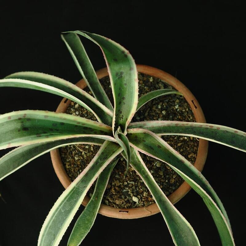 Mangave "Snow Leopard"