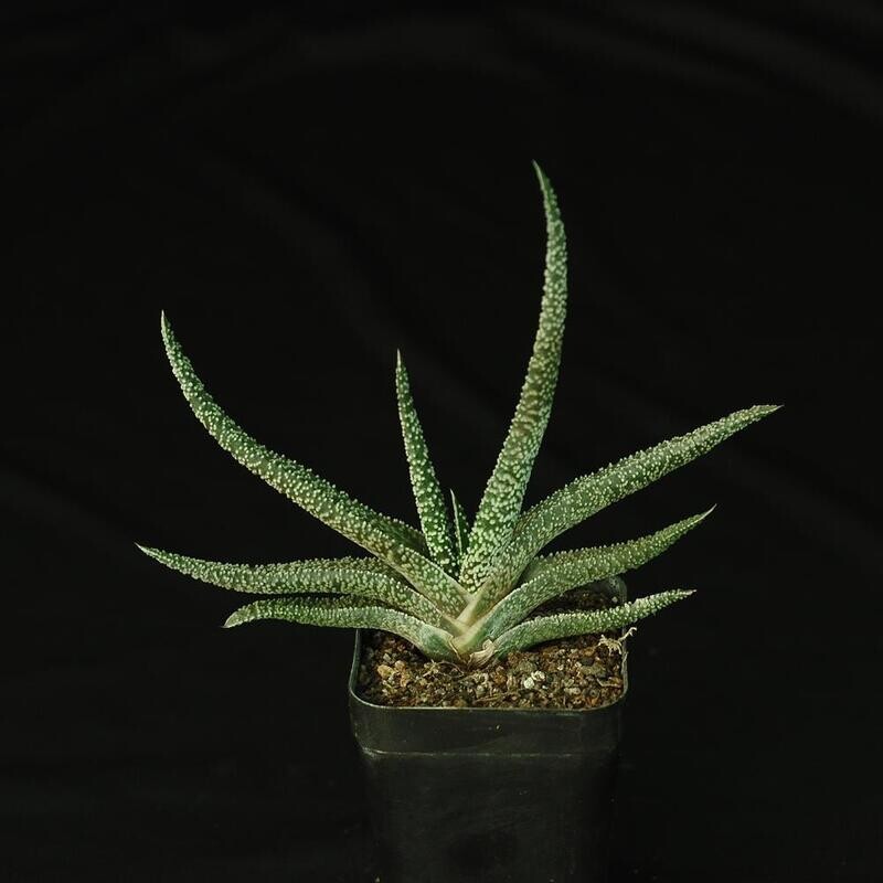 Gasteria carinata var. verrucosa (Narrow Leaf Clone)