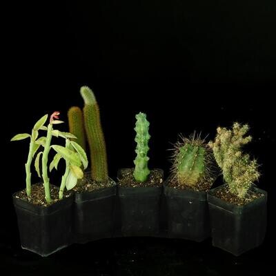 Set of 5 Dry Desert Plants