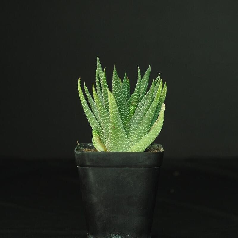 Gasteria 'Okavango'