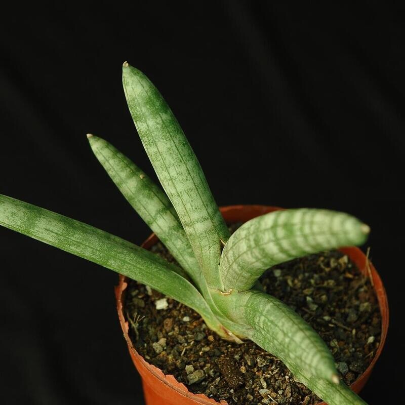 Sanseveria cylindrica 'Boncel'