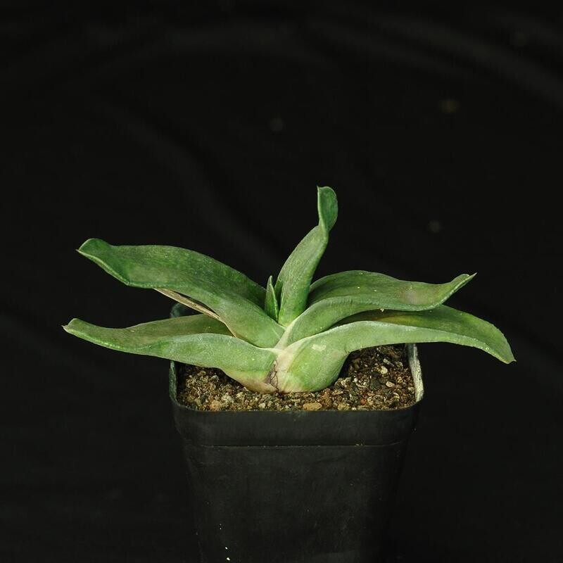 Gasteria acinacifolia