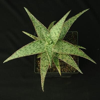 Kelly Griffin Aloe hybrid 'Sunrise'