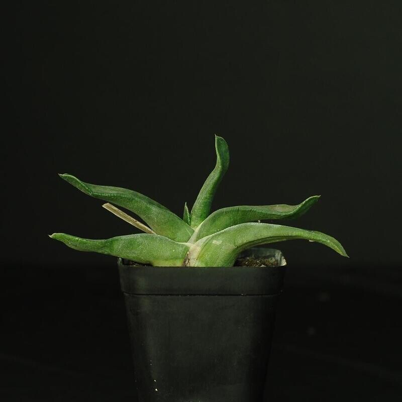 Gasteria acinacifolia (flat pointed leaf)