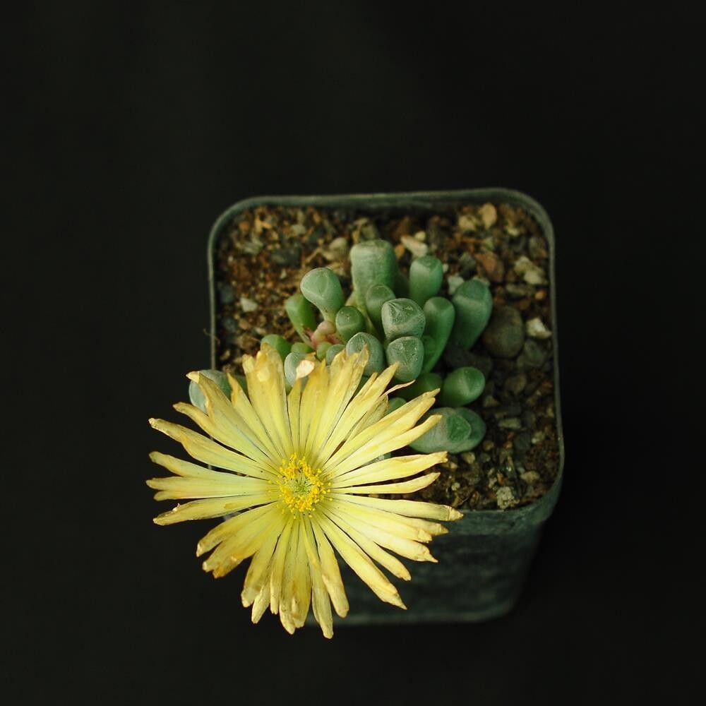 Fenestraria sp