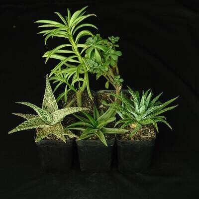 Set of 5 Succulents