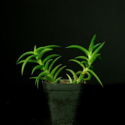 Aloe x astroloba 'Tyson'