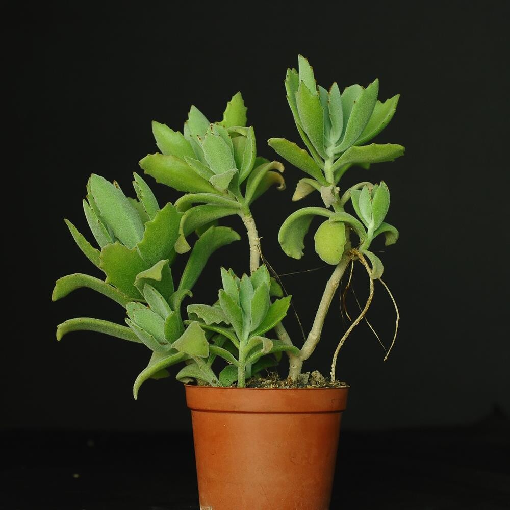 Kalanchoe beharensis CV Roseleaf