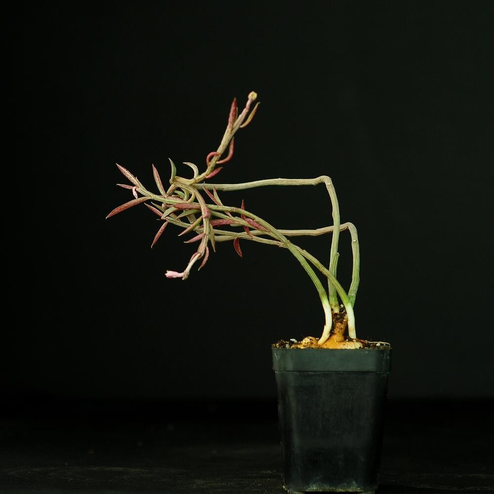 Monadenium rubellum