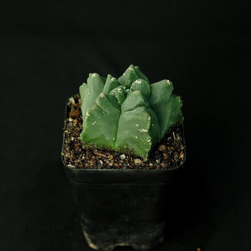 Astrophytum myriostigma NUDUM  cv KIKKO