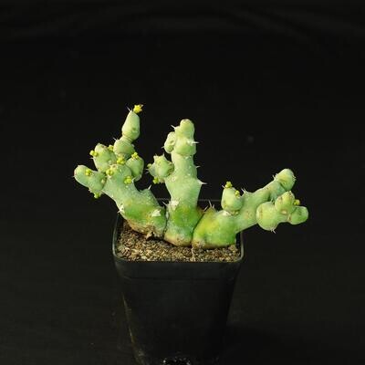 Euphorbia clivicola . Rooted.