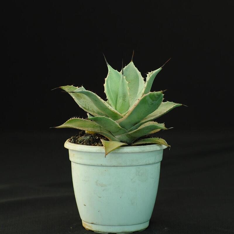 Agave potatorum Blue winds aka Agave potatorum Eye scream