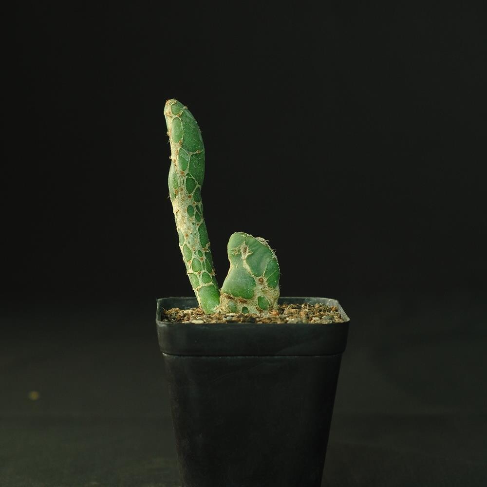 Opuntia reticulata