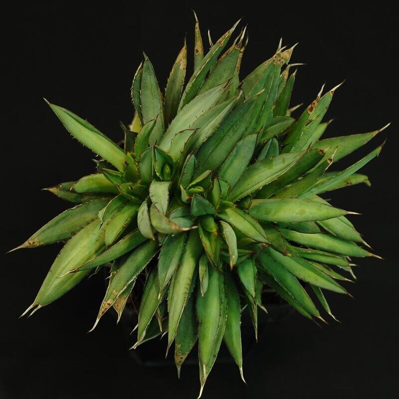 Agave titonata crest