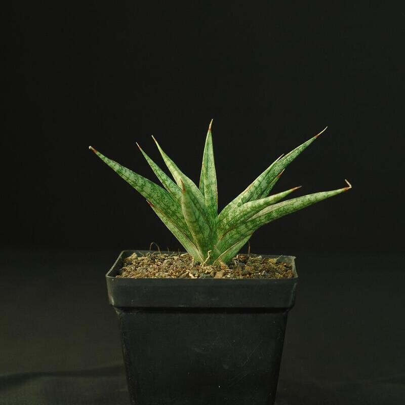 Sansevieria hybrid Hanabi