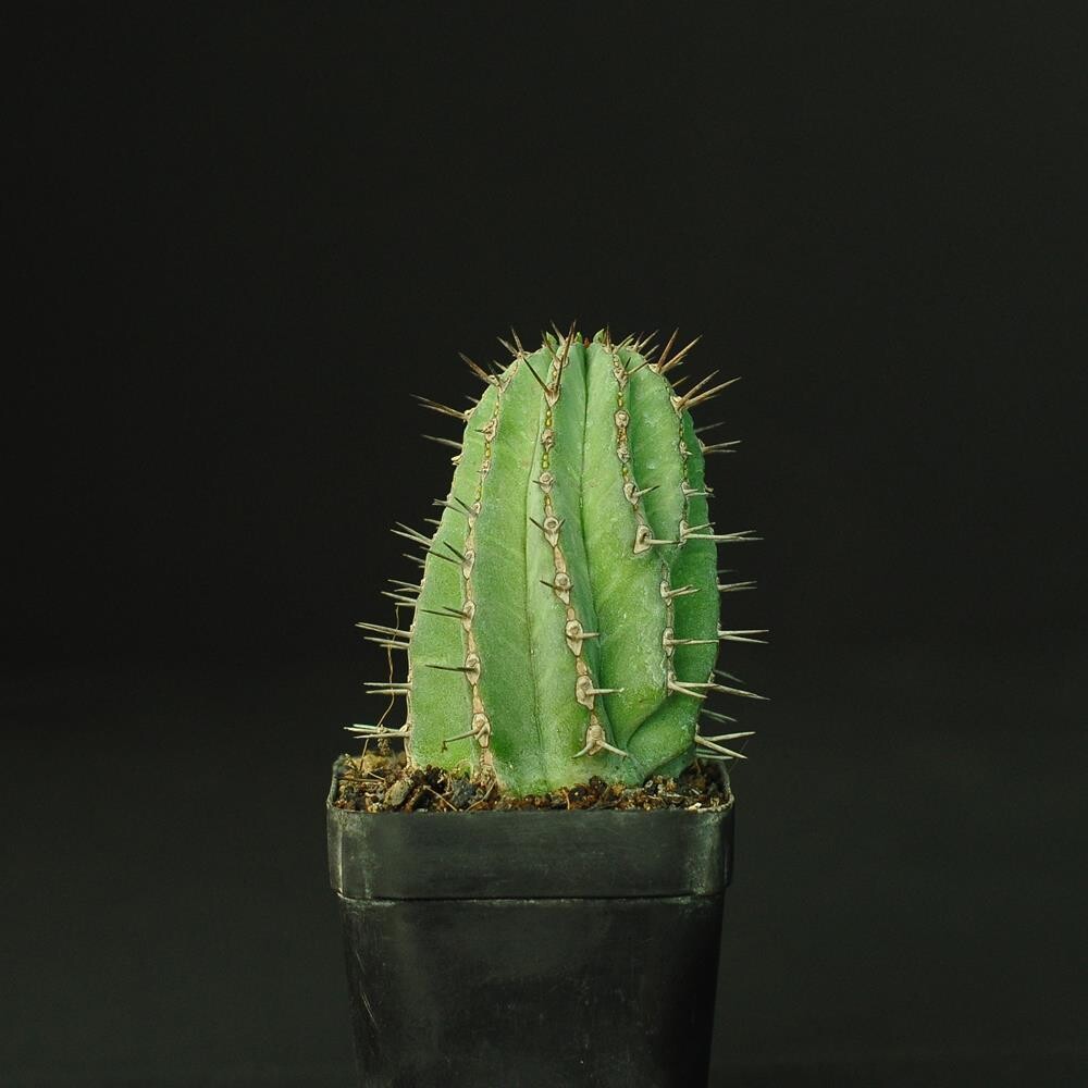 Euphorbia fructicosa (Typical Form)