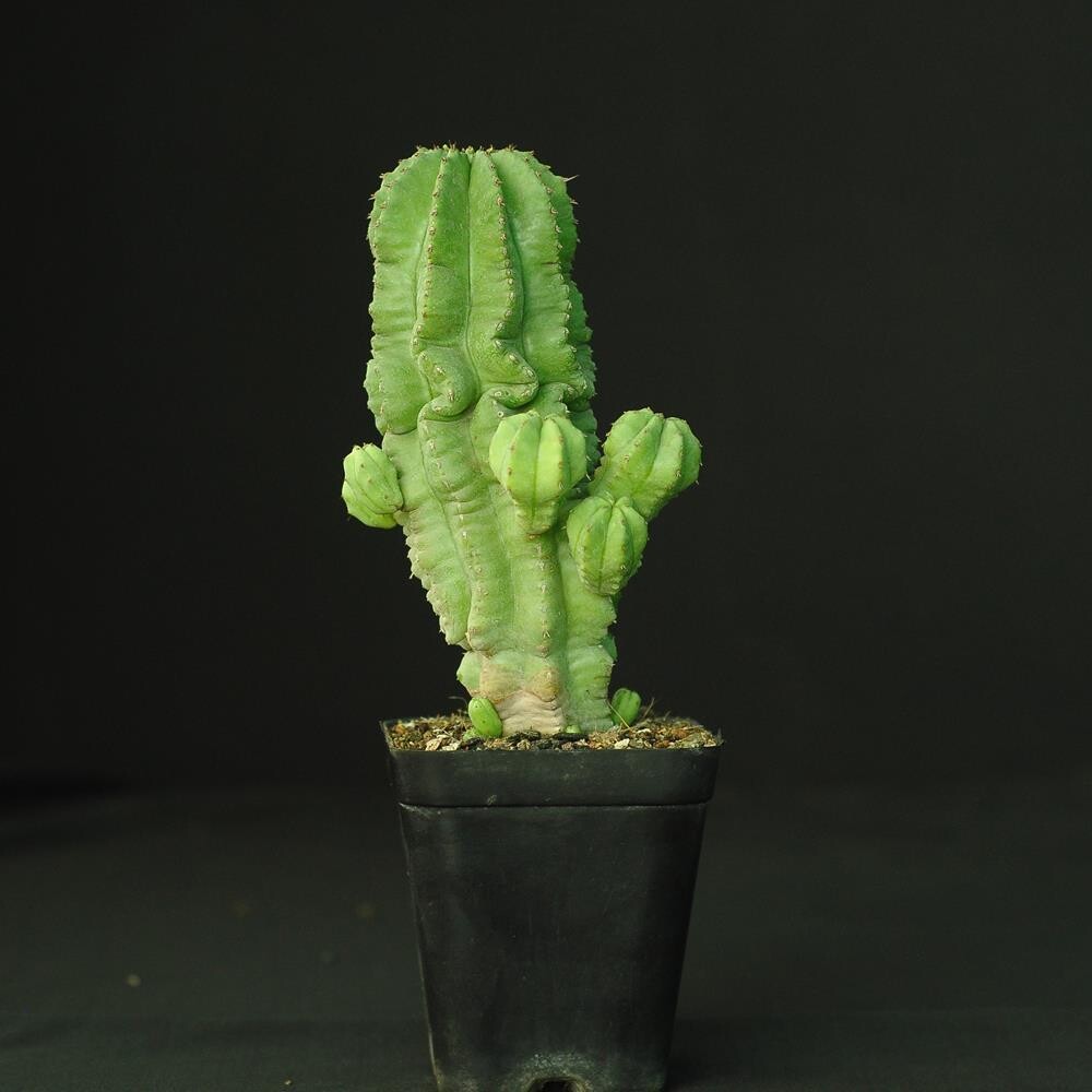 Euphorbia fructicosa inermis