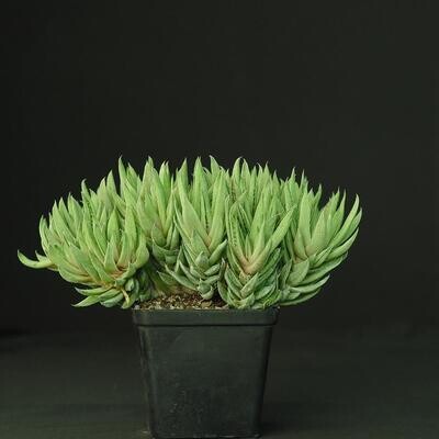 Gasteria 'Green Ice' Cristate Form