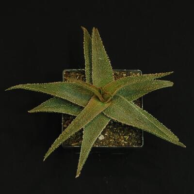 Aloe "Vito" (aka Aloe Greensand)