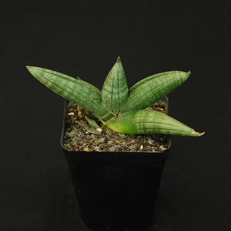 Sanseviera hybrid CH15064