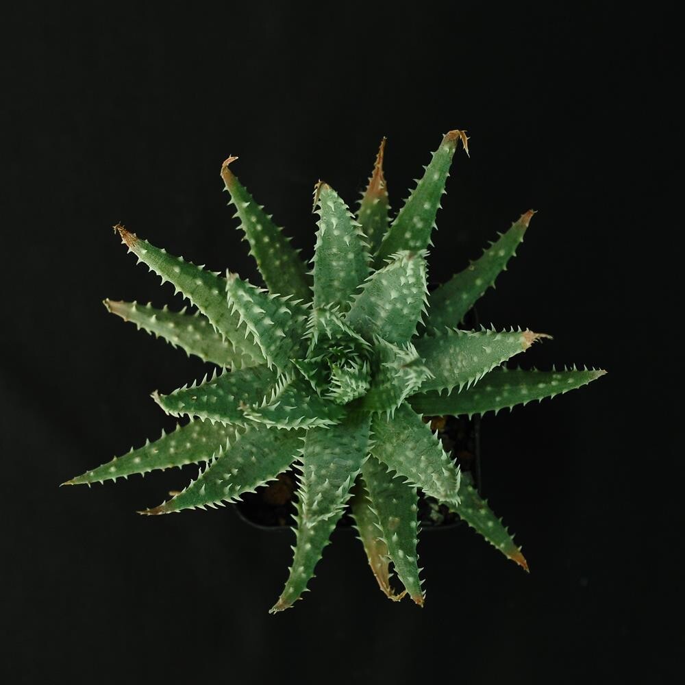 Aloe humilis x pratensis