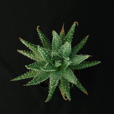 Aloe humilis x pratensis