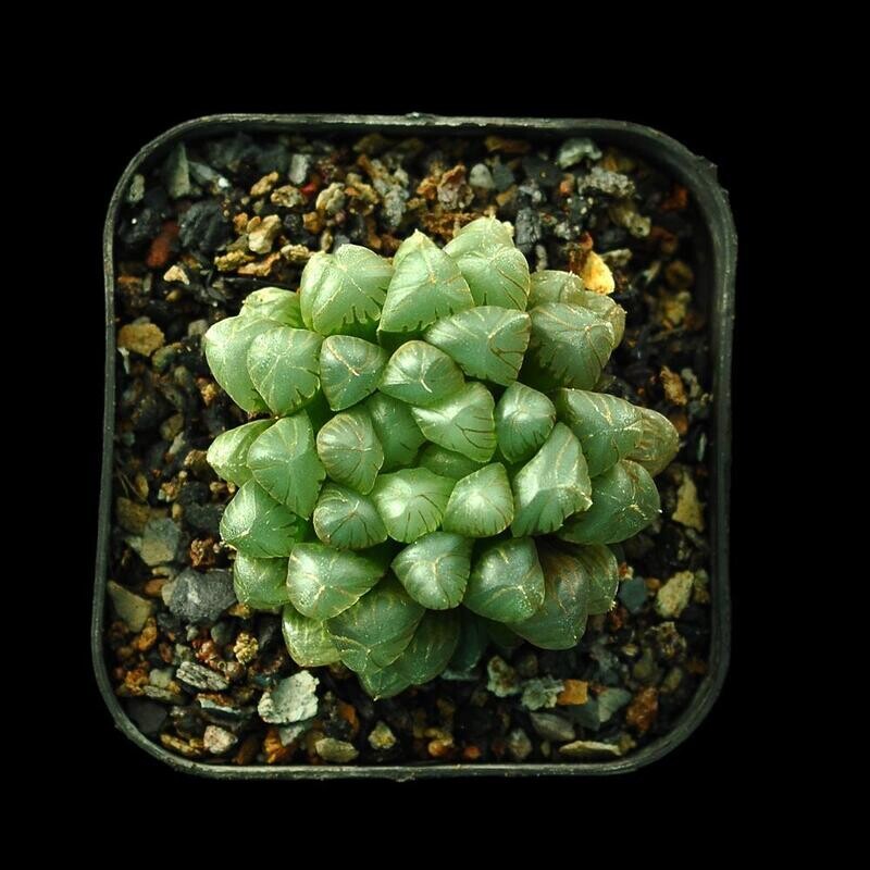 Haworthia cooperi v. truncata