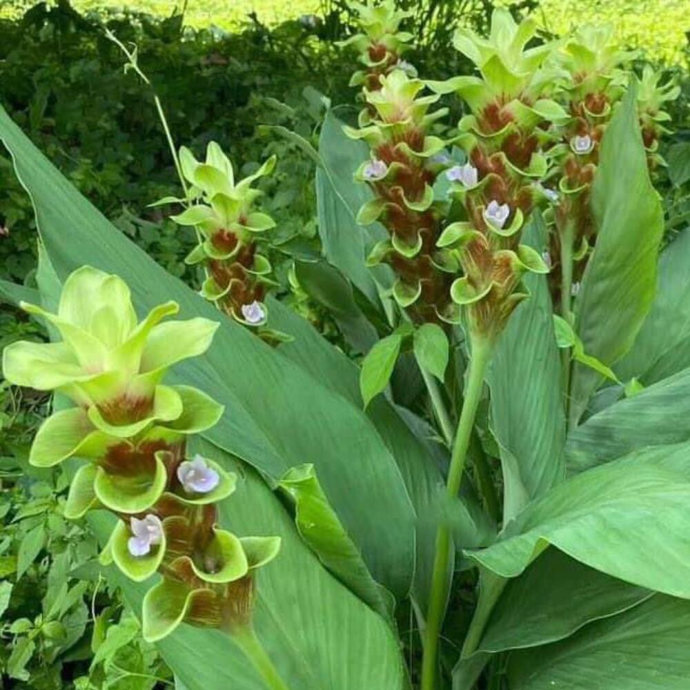 Curcuma Ornamental Ginger Rhizome 31 Chocolate India S 1 Online Garden Store Buy Cactus