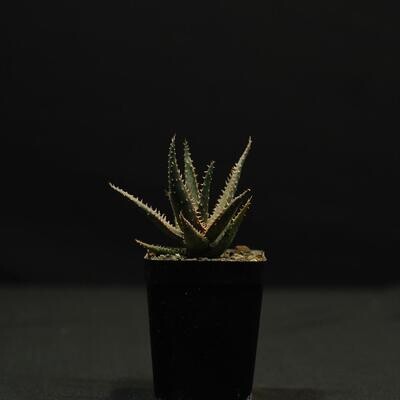 Aloe Hybrid Miniature