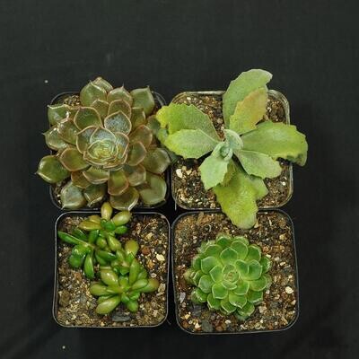 Set of 4 succulents